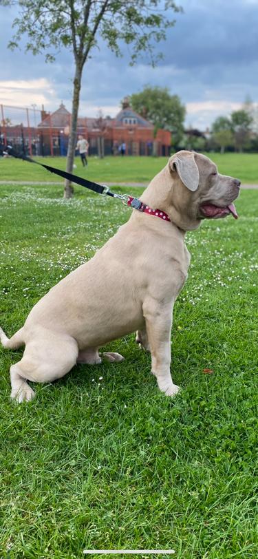 American Mastiff